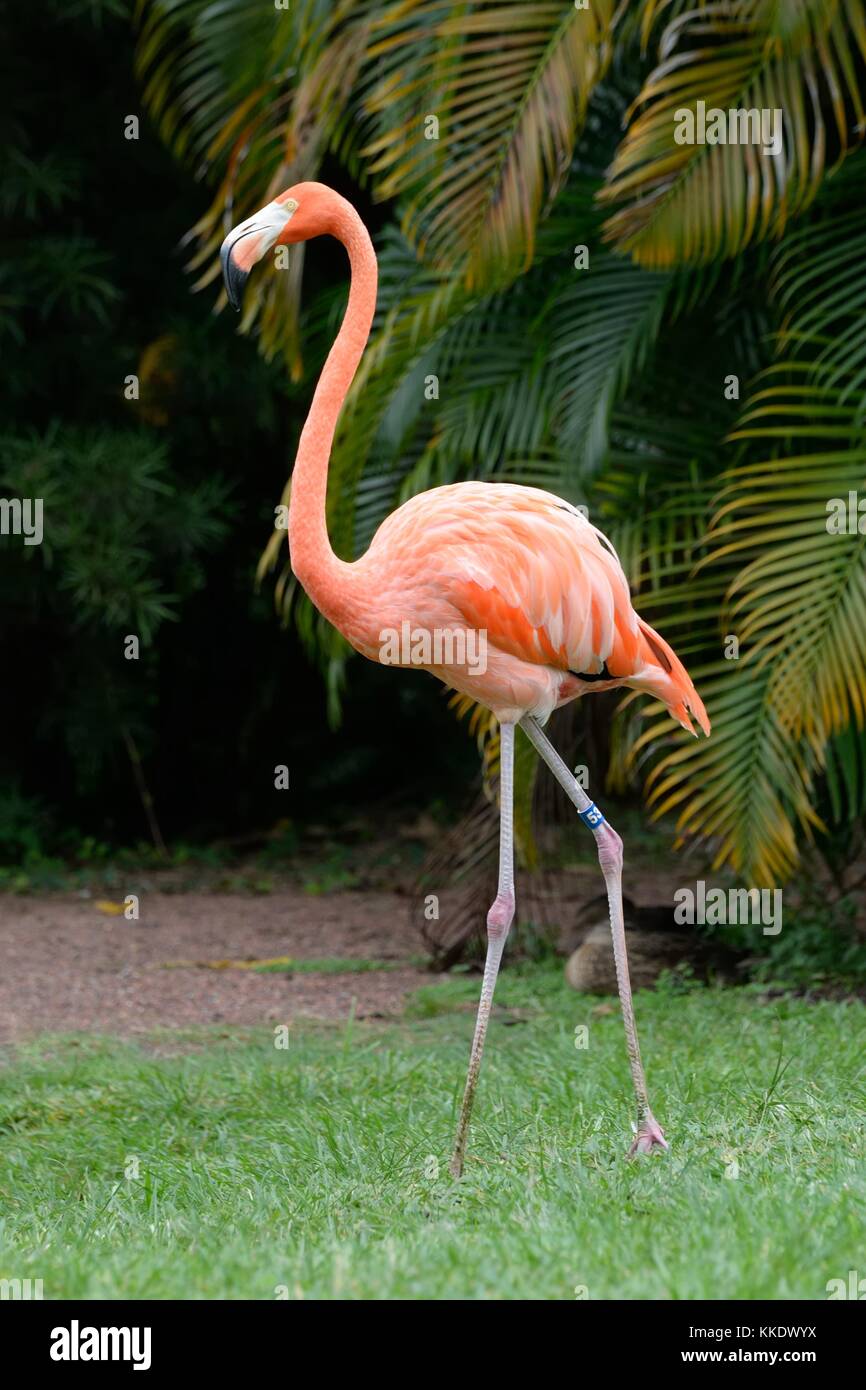 Ringed and captive Chilean flamingo in Florida USA Stock Photo
