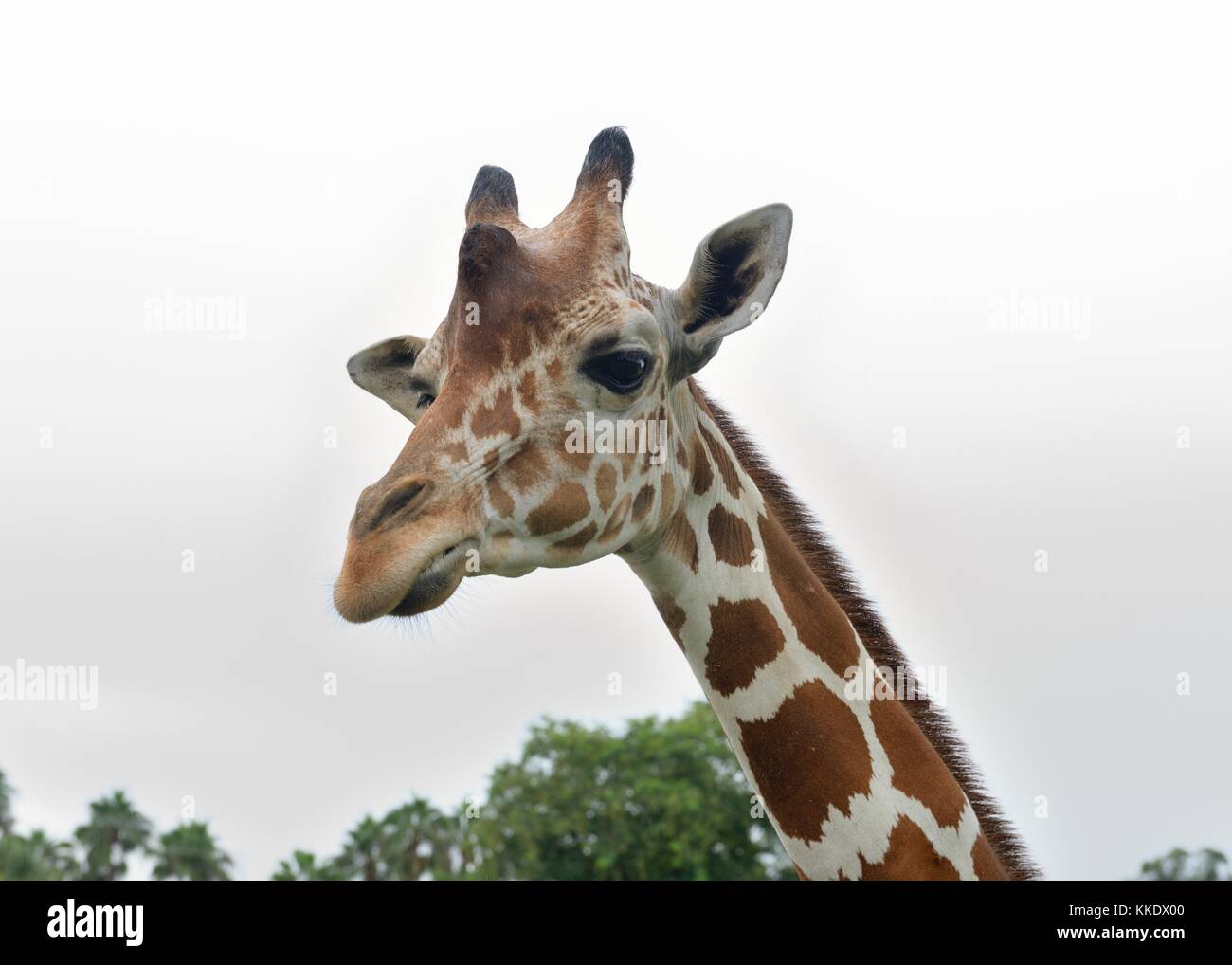 Close up of head and neck of a captive African reticulated giraffe Stock Photo