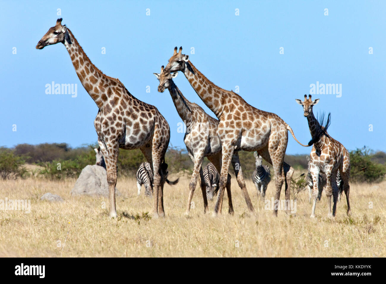 A group of Giraffe (Giraffa camelopardalis) shimmer in the heat in the Savuti region of northern Botswana. Stock Photo