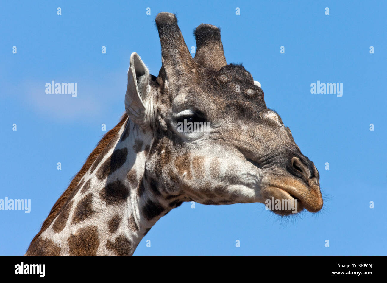 A old male Giraffe (Giraffa camelopardalis) in the Savuti region of northern Botswana Stock Photo