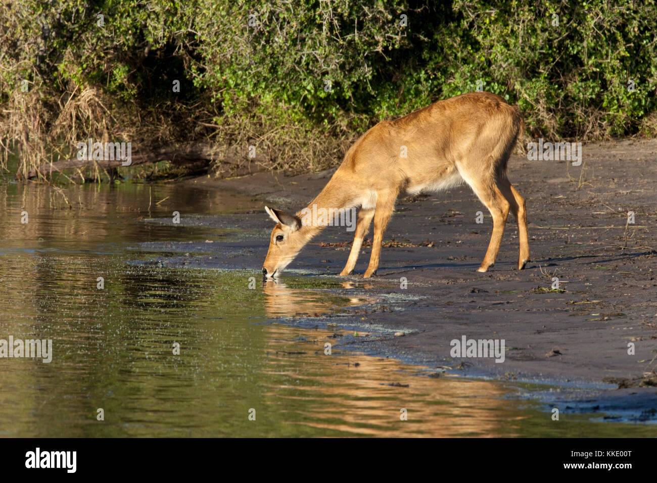 Animal puku wildlife hi-res stock photography and images - Alamy