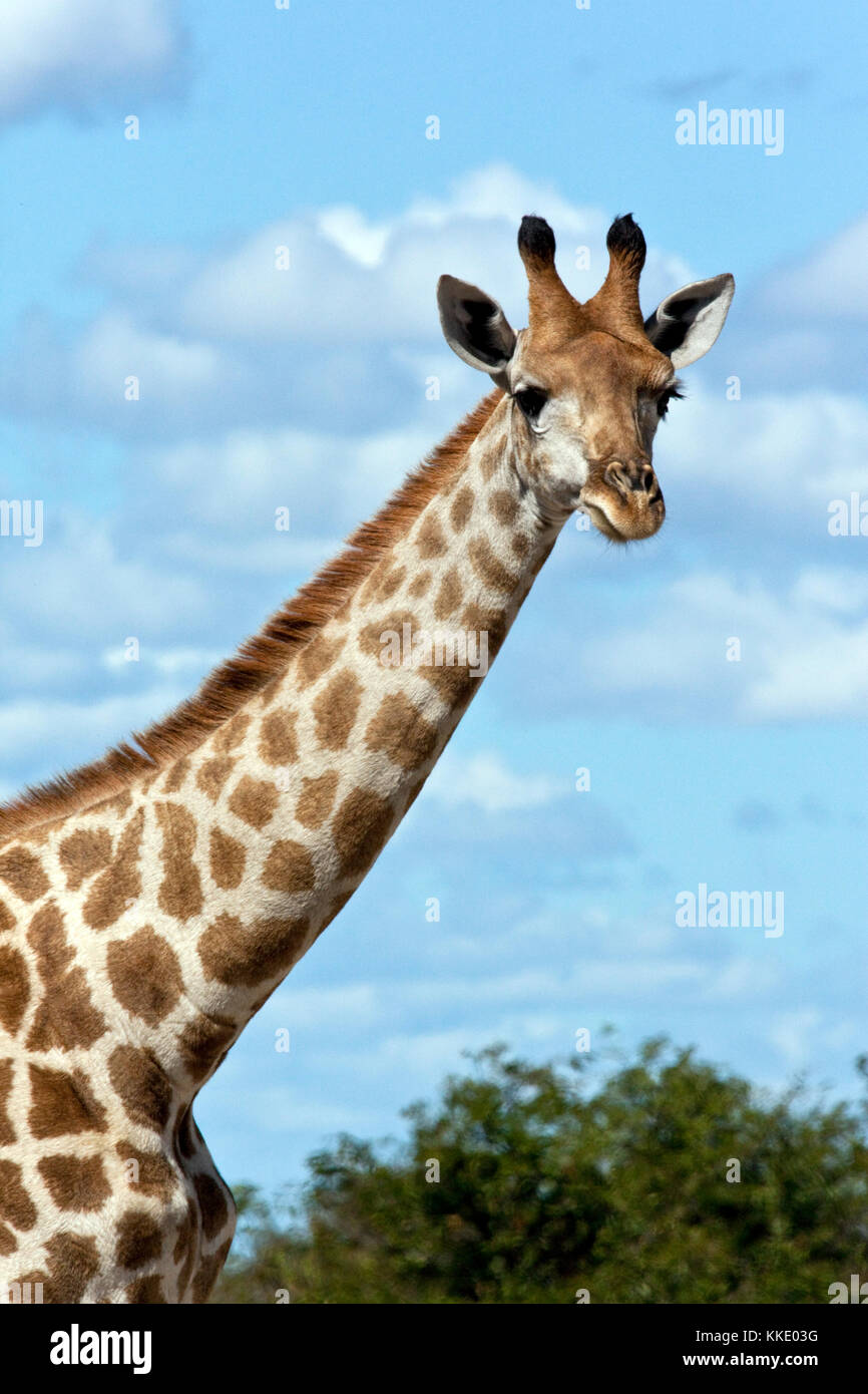 A young Giraffe (Giraffa camelopardalis) in the Savuti region of northern Botswana. Stock Photo