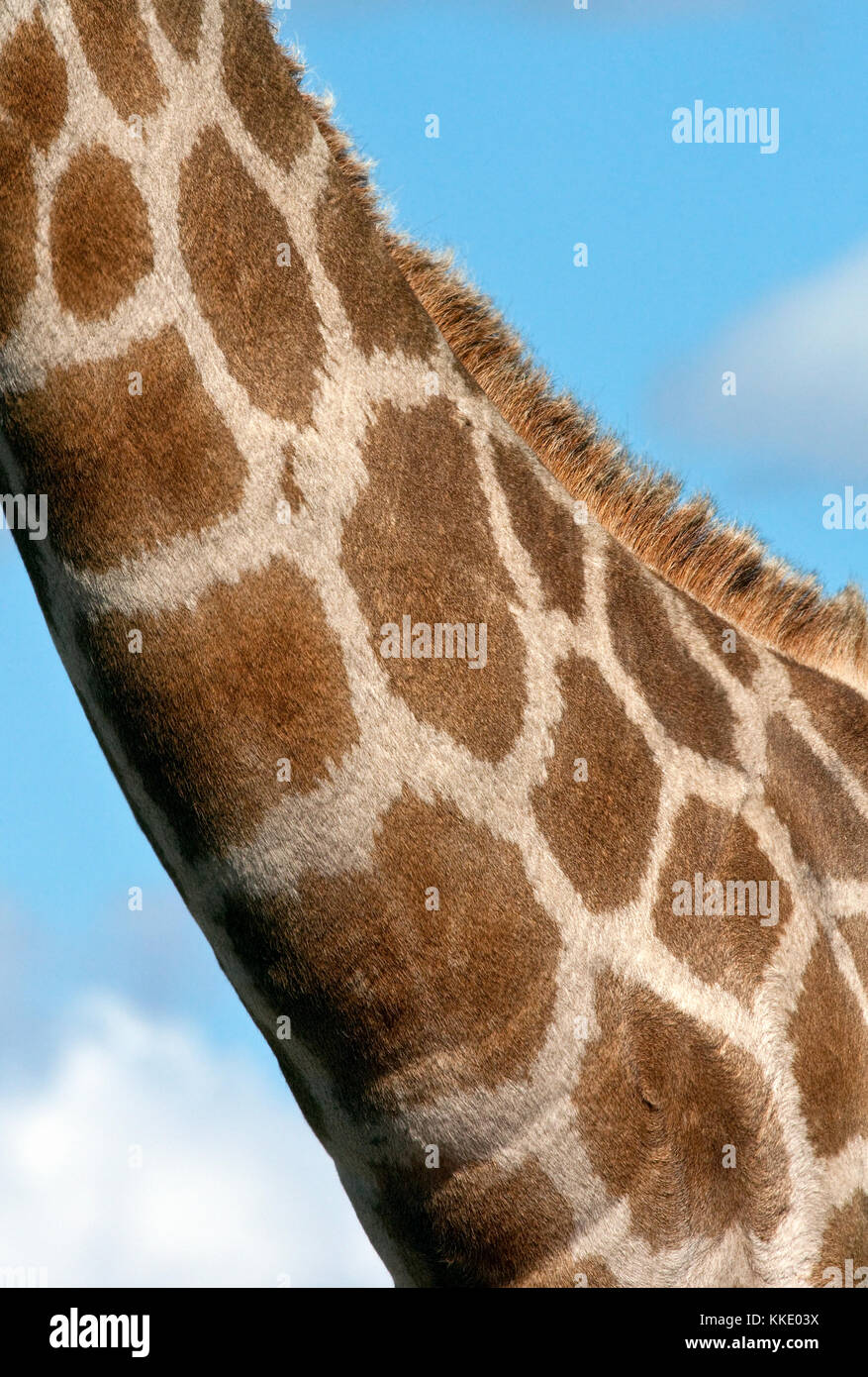 The neck of a Giraffe (Giraffa camelopardalis) in the Savuti region of northern Botswana. Stock Photo