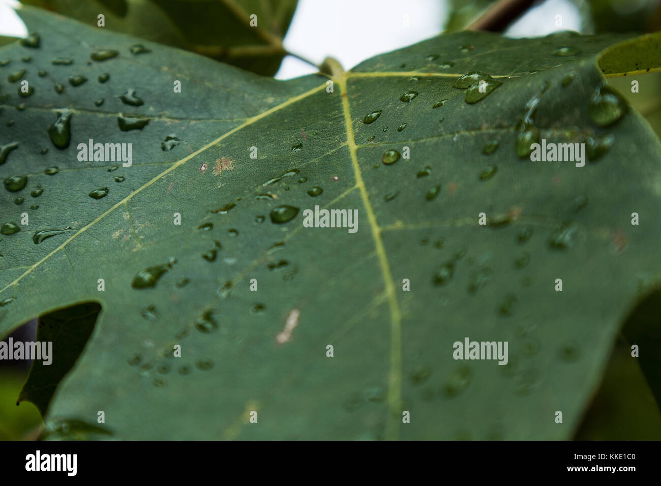 green leaf with drops of rain water Stock Photo - Alamy