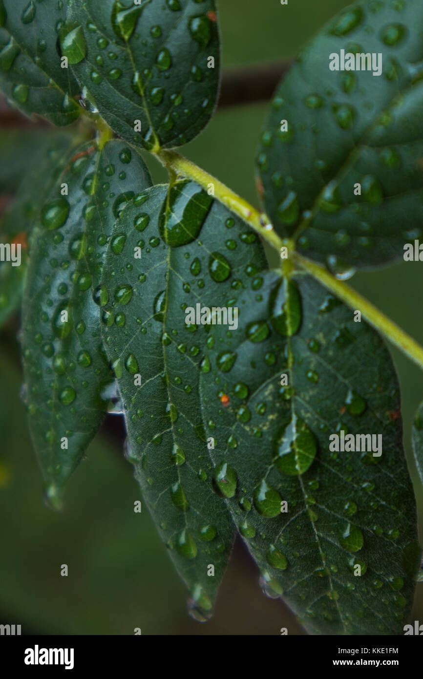 green leaf with drops of rain water Stock Photo - Alamy