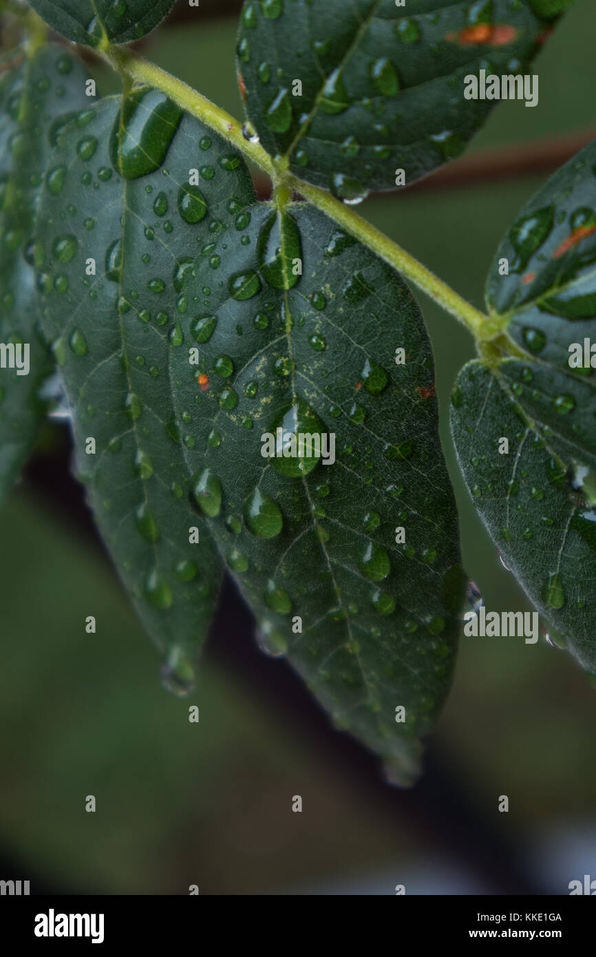 green leaf with drops of rain water Stock Photo - Alamy