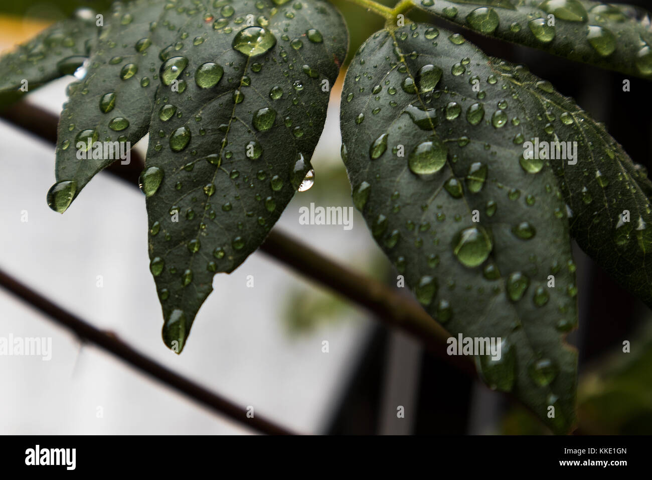 green leaf with drops of rain water Stock Photo - Alamy