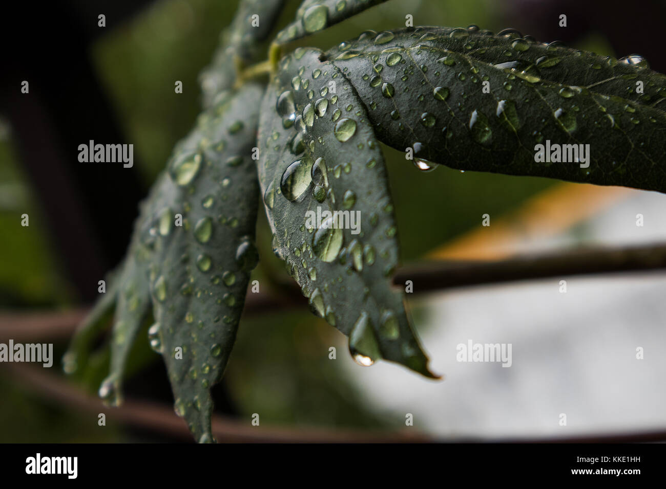green leaf with drops of rain water Stock Photo - Alamy
