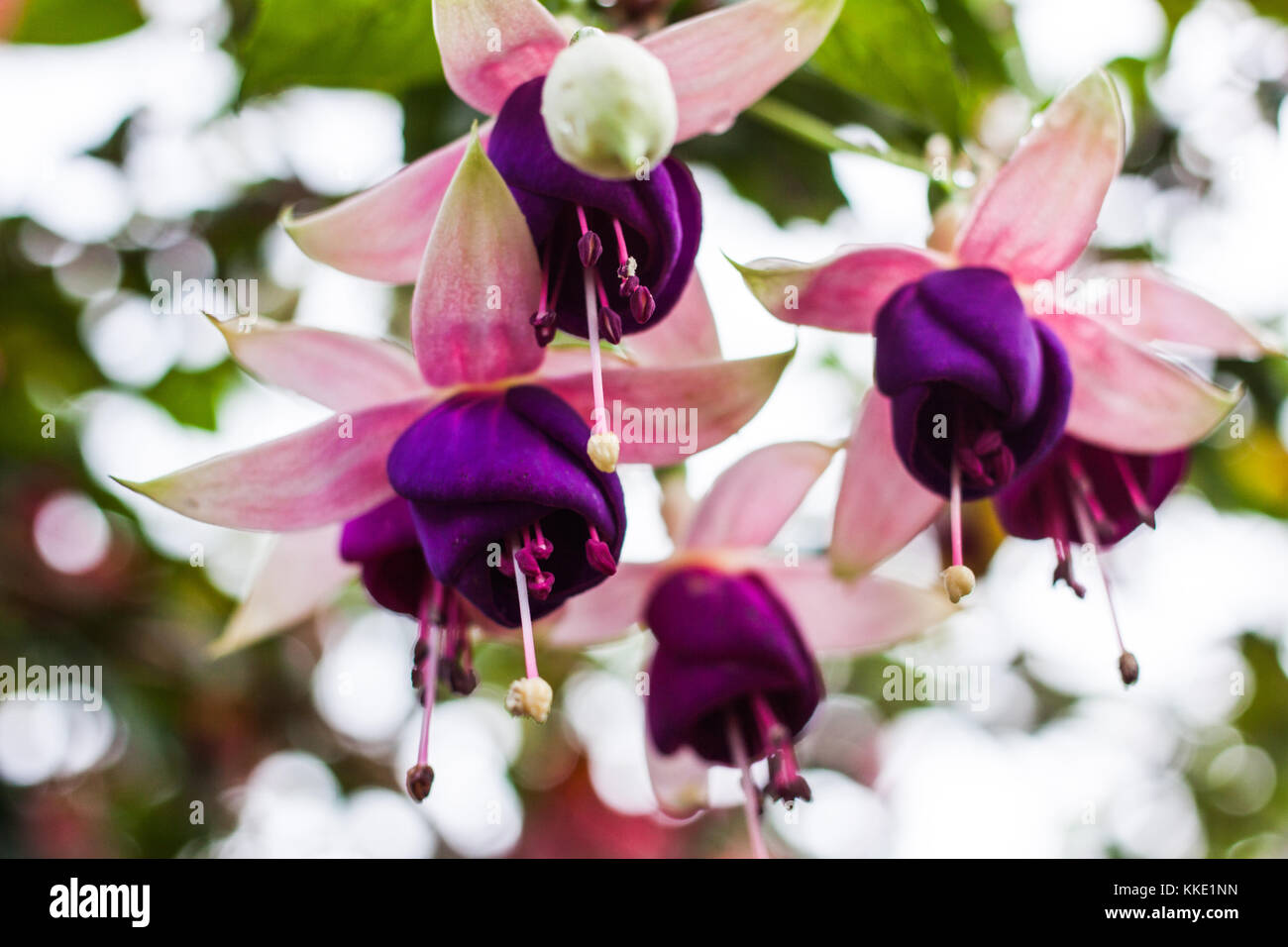 White and purple Fuchsia La Campanella in bloom Stock Photo