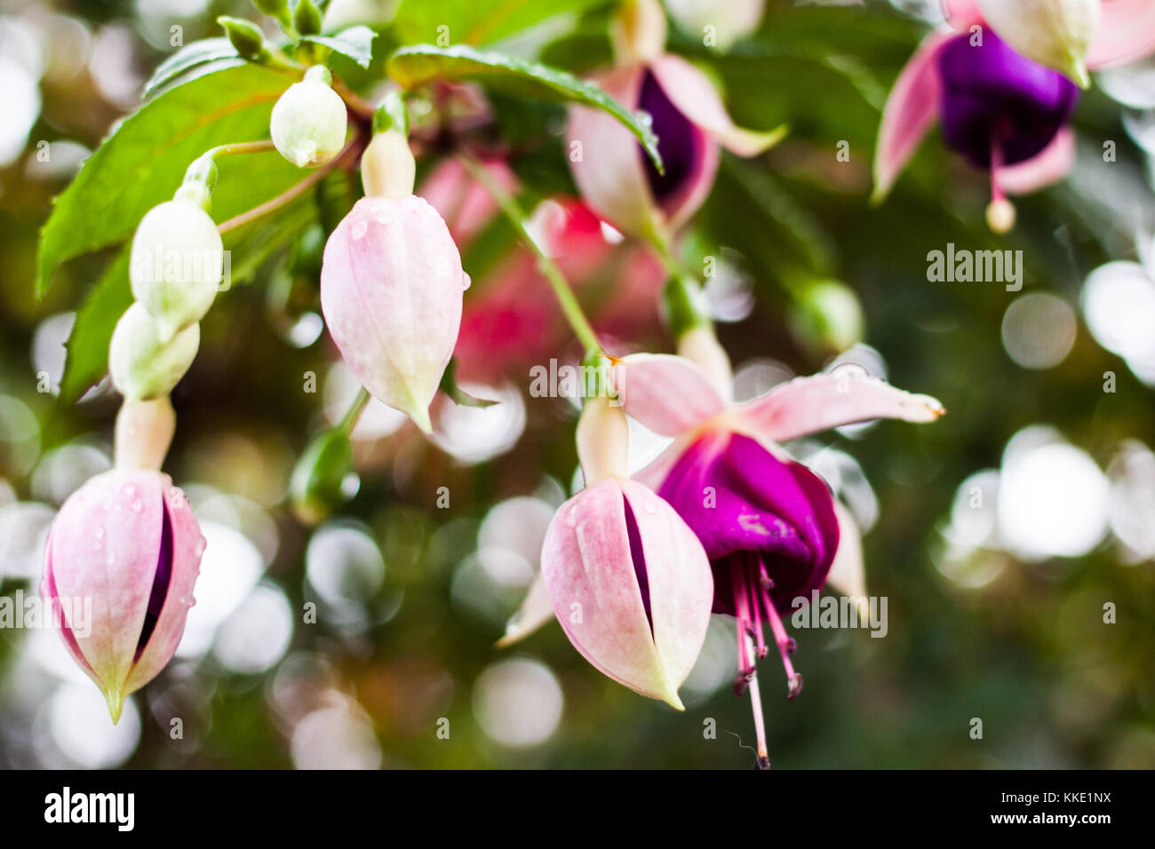 White and purple Fuchsia La Campanella in bloom Stock Photo