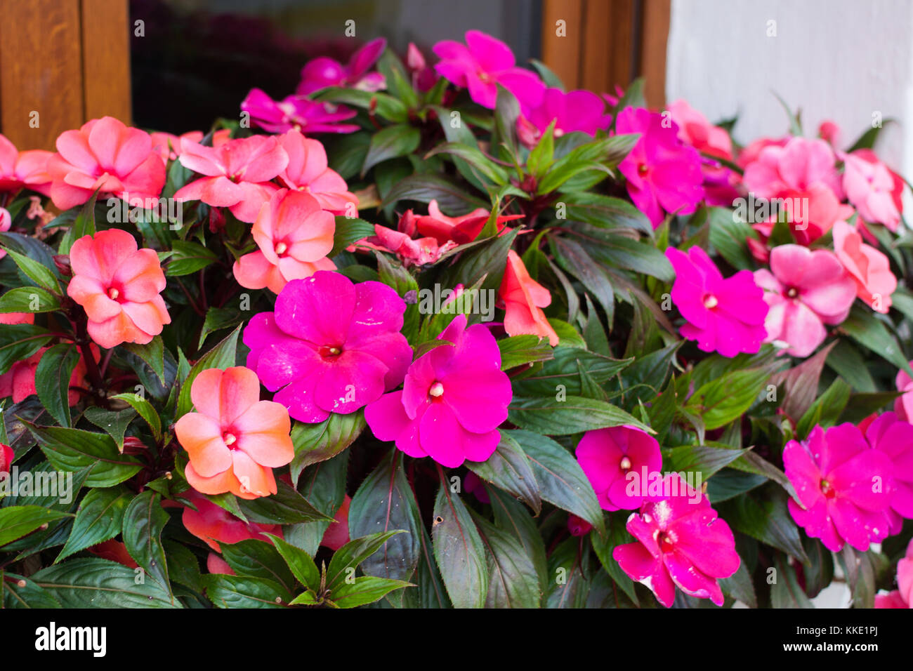 Bright pink impatiens hawkeri, the New Guinea impatiens, in bloom Stock Photo