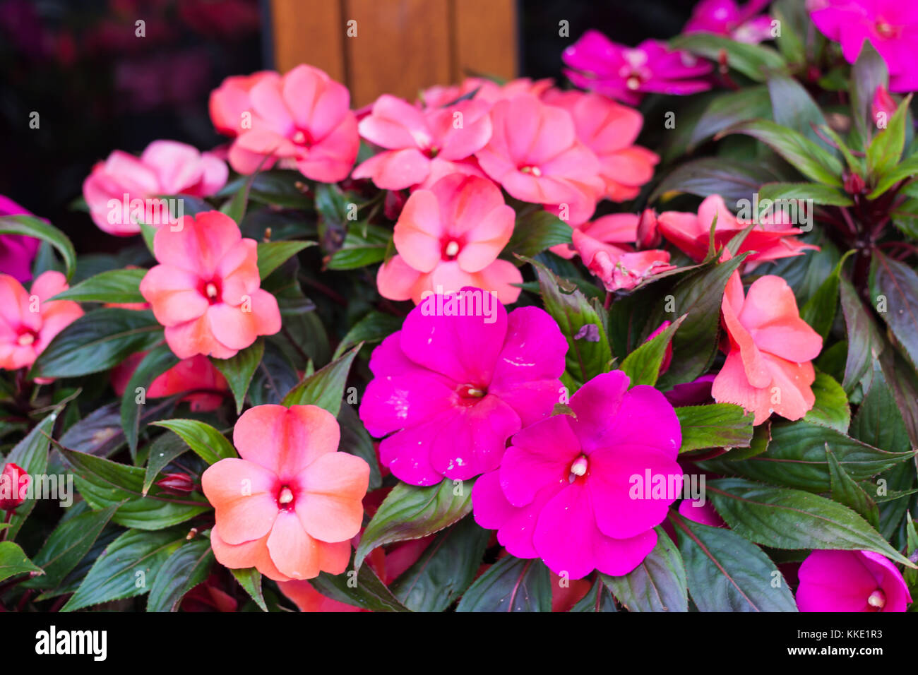 Bright pink impatiens hawkeri, the New Guinea impatiens, in bloom Stock Photo