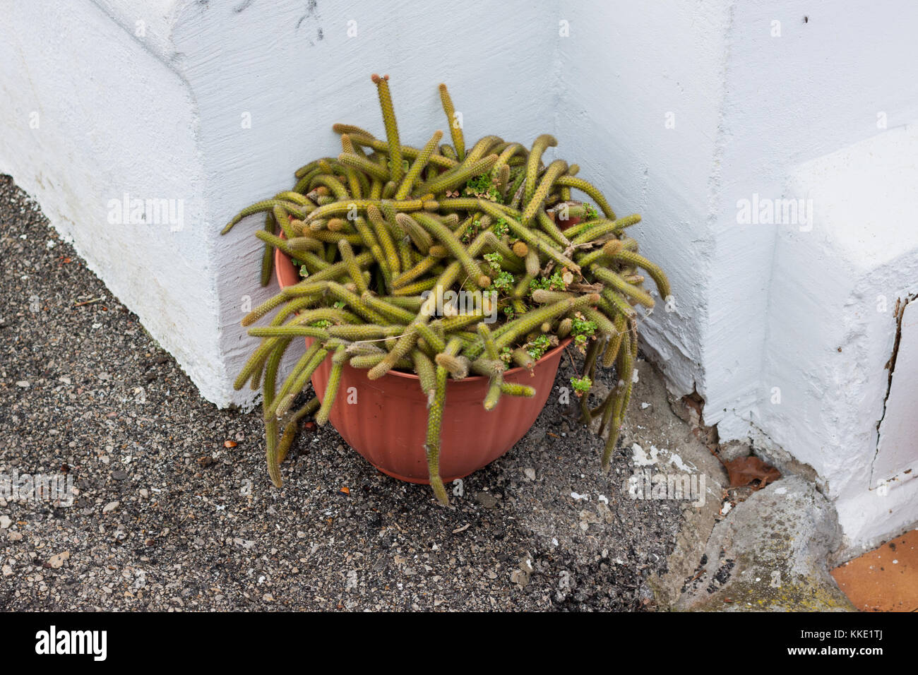Rat Tail Cactus, Disocactus, in a flower pot Stock Photo