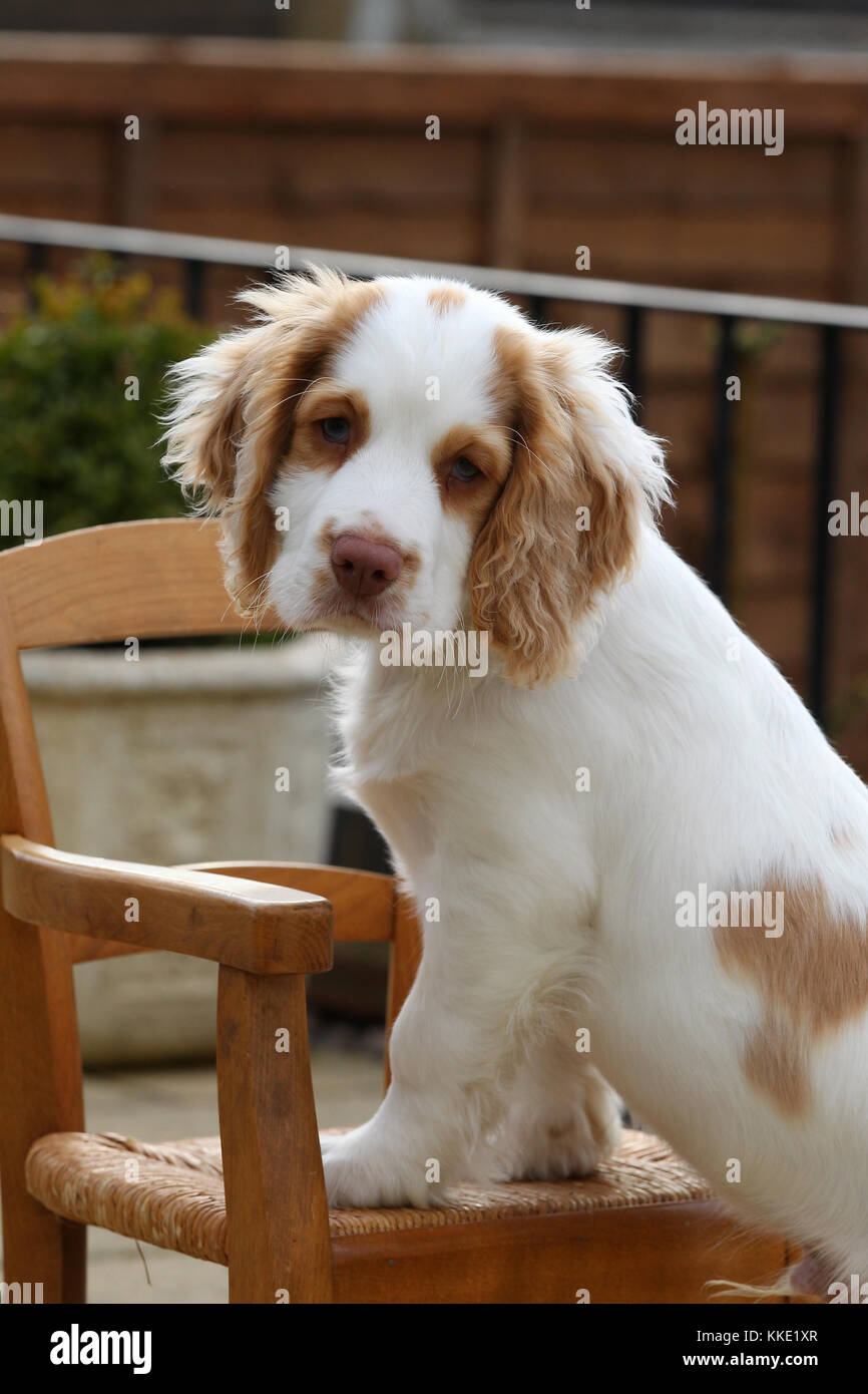 clumber spaniel for sale