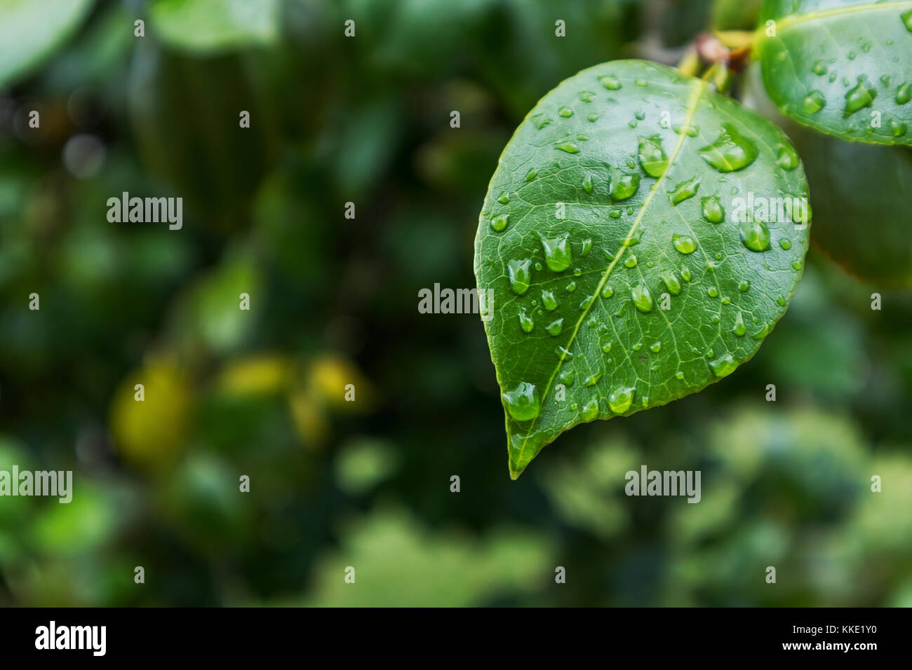 green leaf with drops of rain water Stock Photo - Alamy