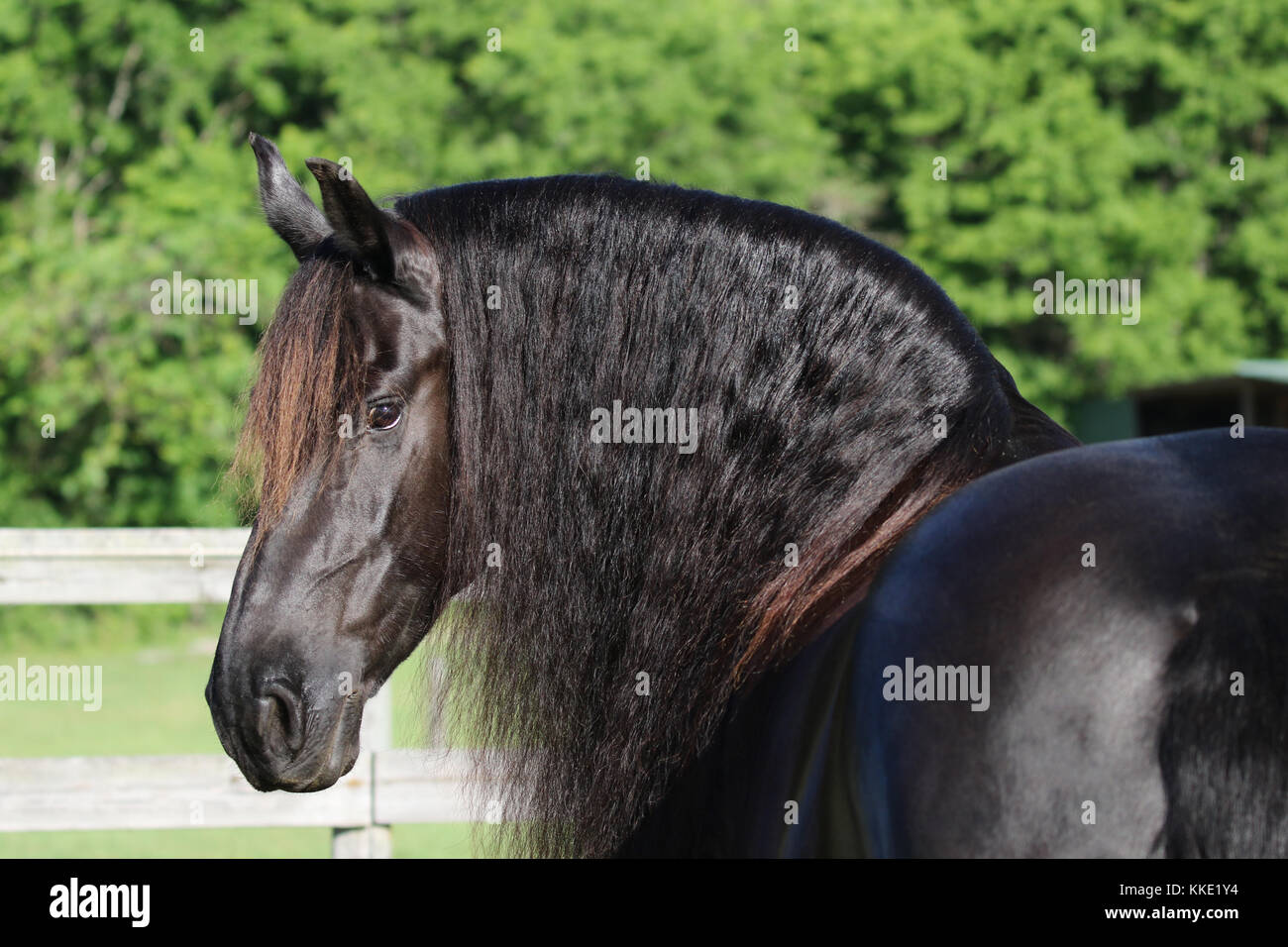 Black friesian horse hi-res stock photography and images - Alamy