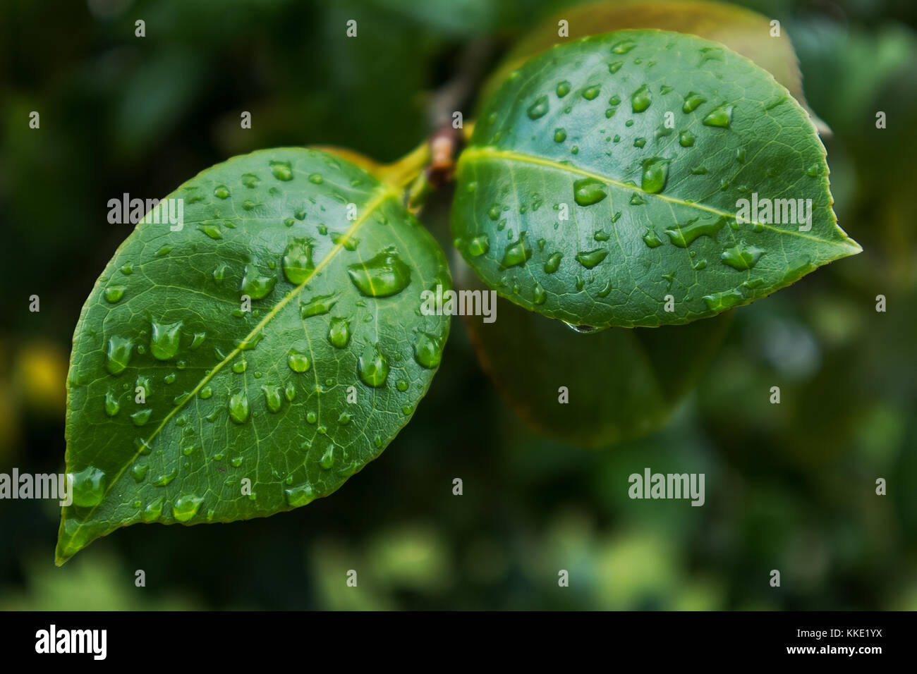 green leaf with drops of rain water Stock Photo - Alamy
