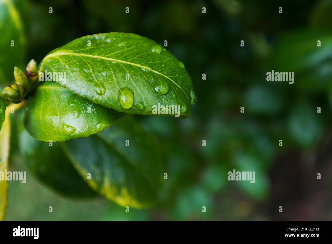 green leaf with drops of rain water Stock Photo - Alamy