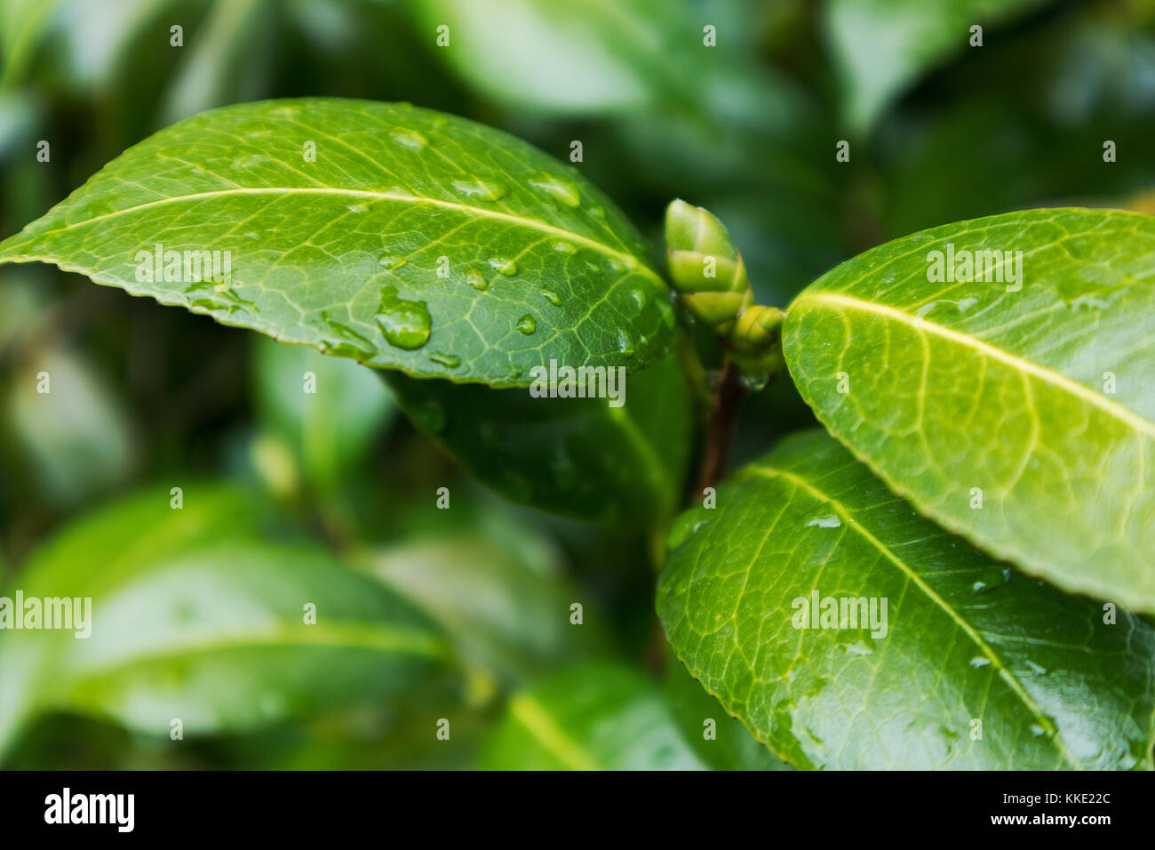 green leaf with drops of rain water Stock Photo - Alamy