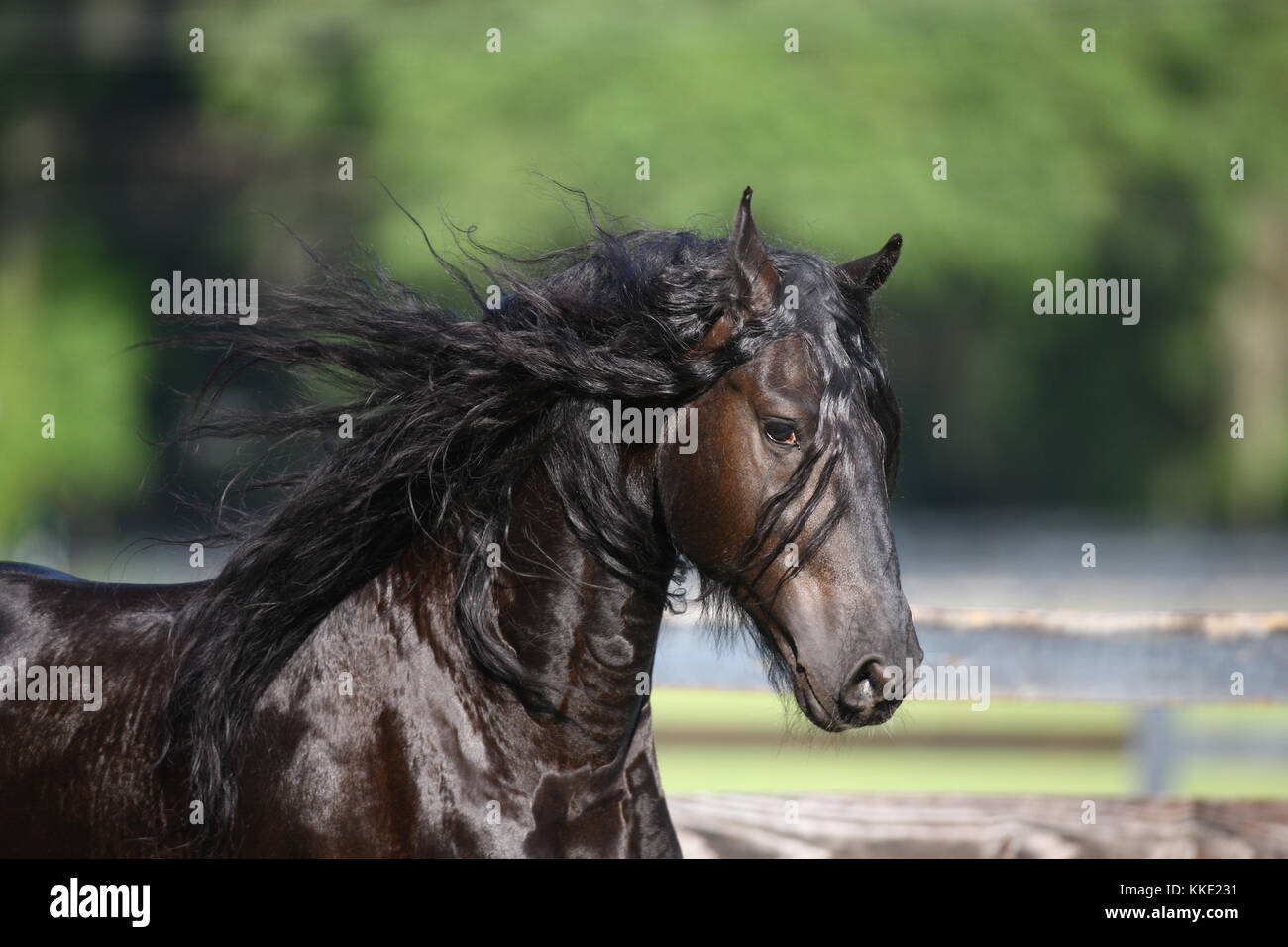 Friesian Horse High Resolution Stock Photography and Images - Alamy