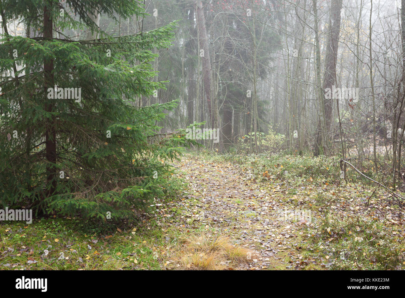 Forest at foggy day Stock Photo - Alamy