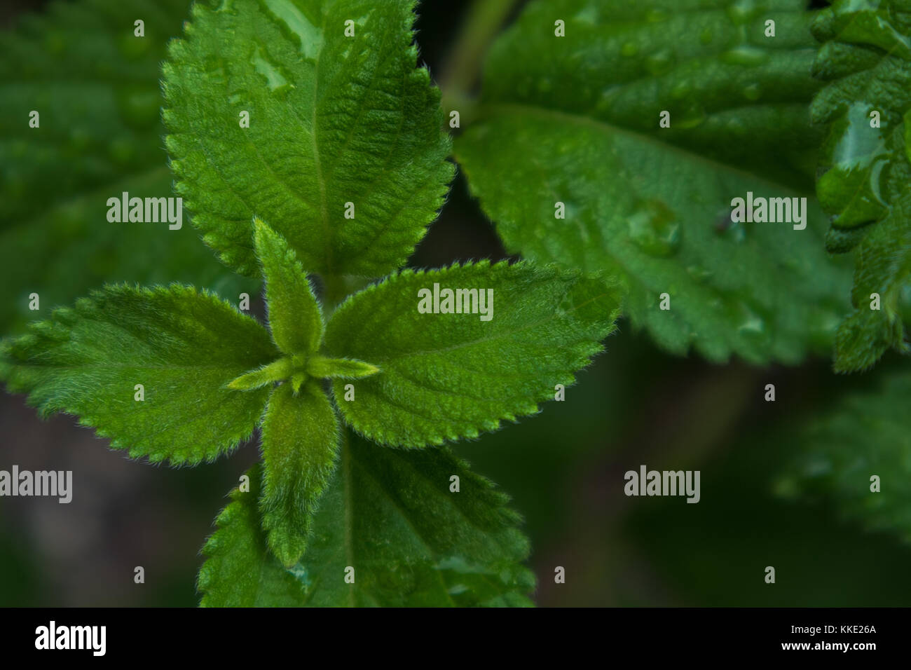 green leaf with drops of rain water Stock Photo - Alamy