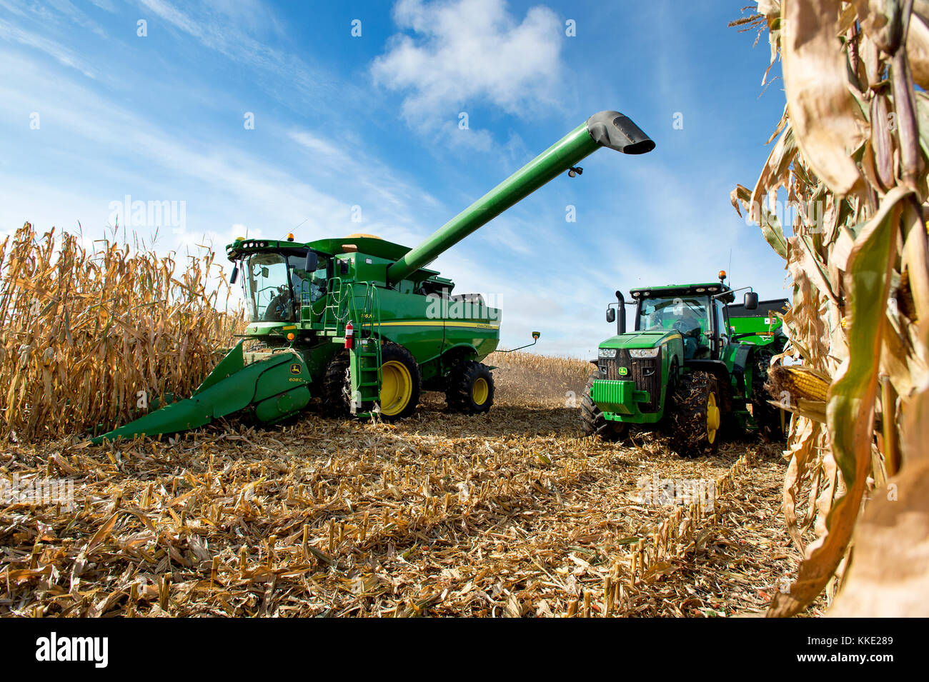 Combine harvesting corn hi-res stock photography and images - Alamy