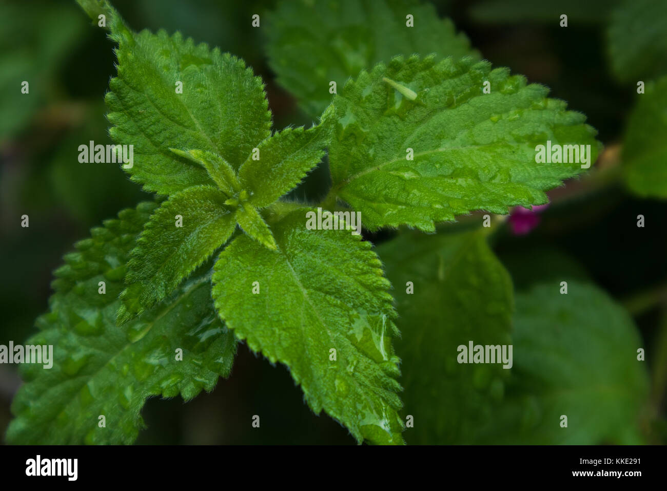 green leaf with drops of rain water Stock Photo - Alamy