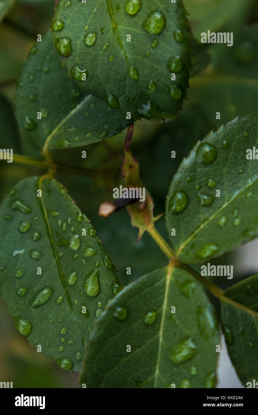green leaf with drops of rain water Stock Photo - Alamy