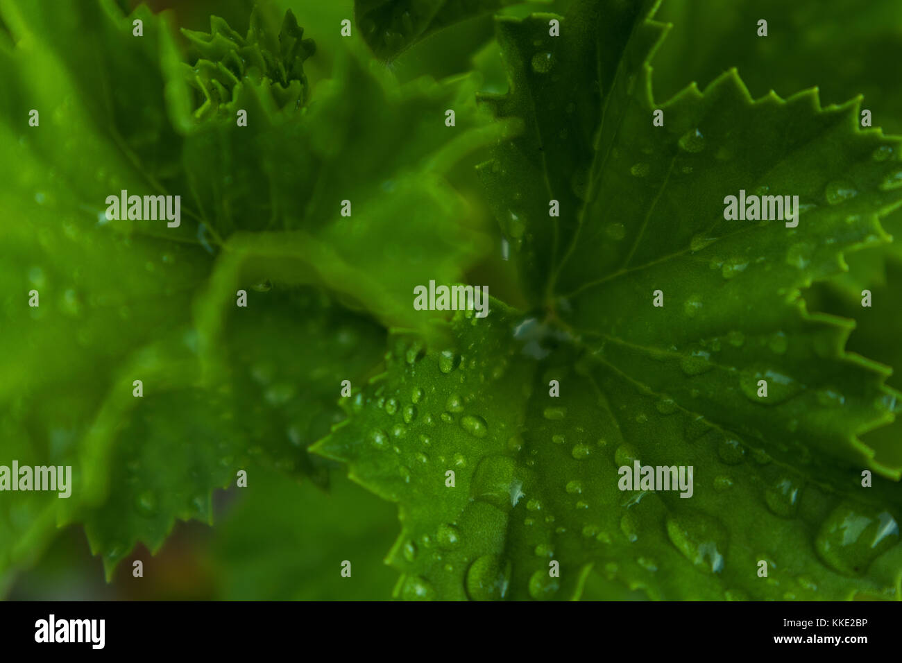 green leaf with drops of rain water Stock Photo - Alamy