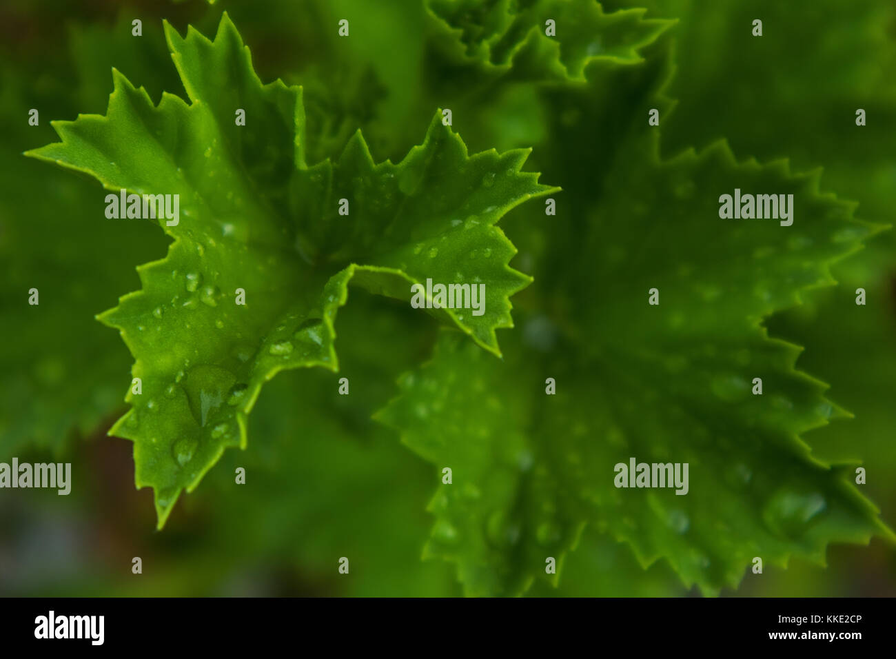 green leaf with drops of rain water Stock Photo - Alamy
