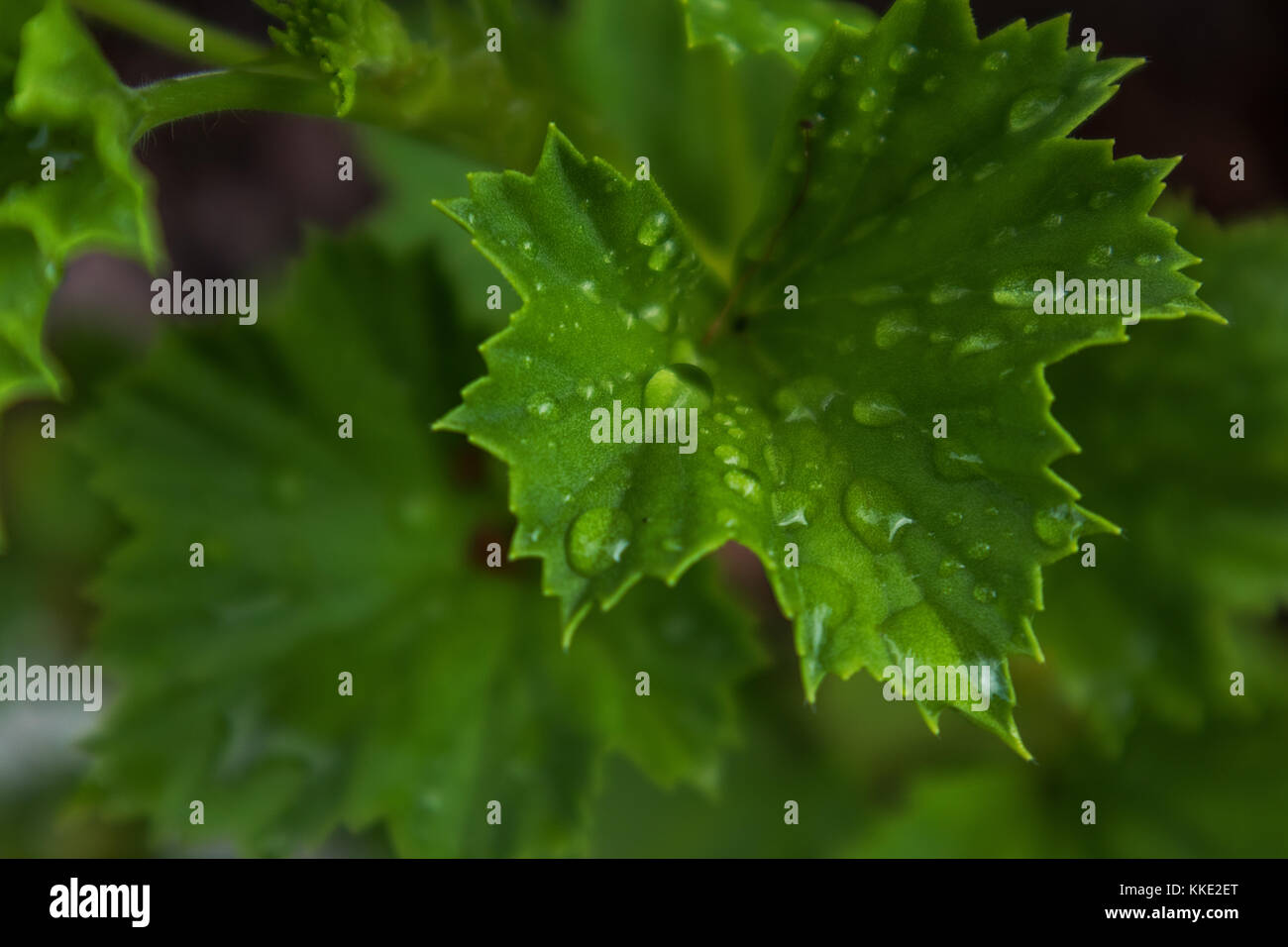 green leaf with drops of rain water Stock Photo - Alamy