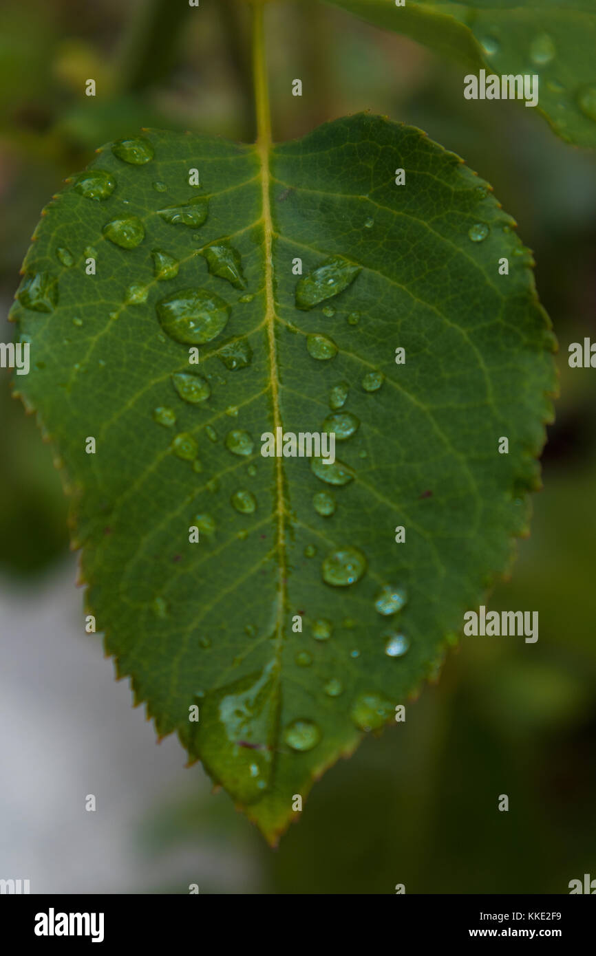 green leaf with drops of rain water Stock Photo - Alamy