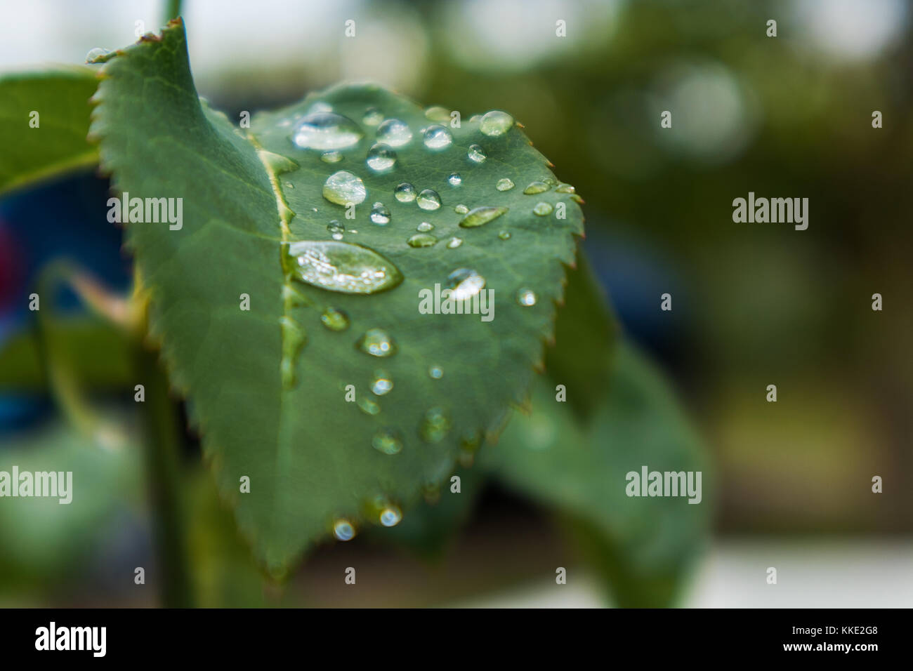 green leaf with drops of rain water Stock Photo - Alamy