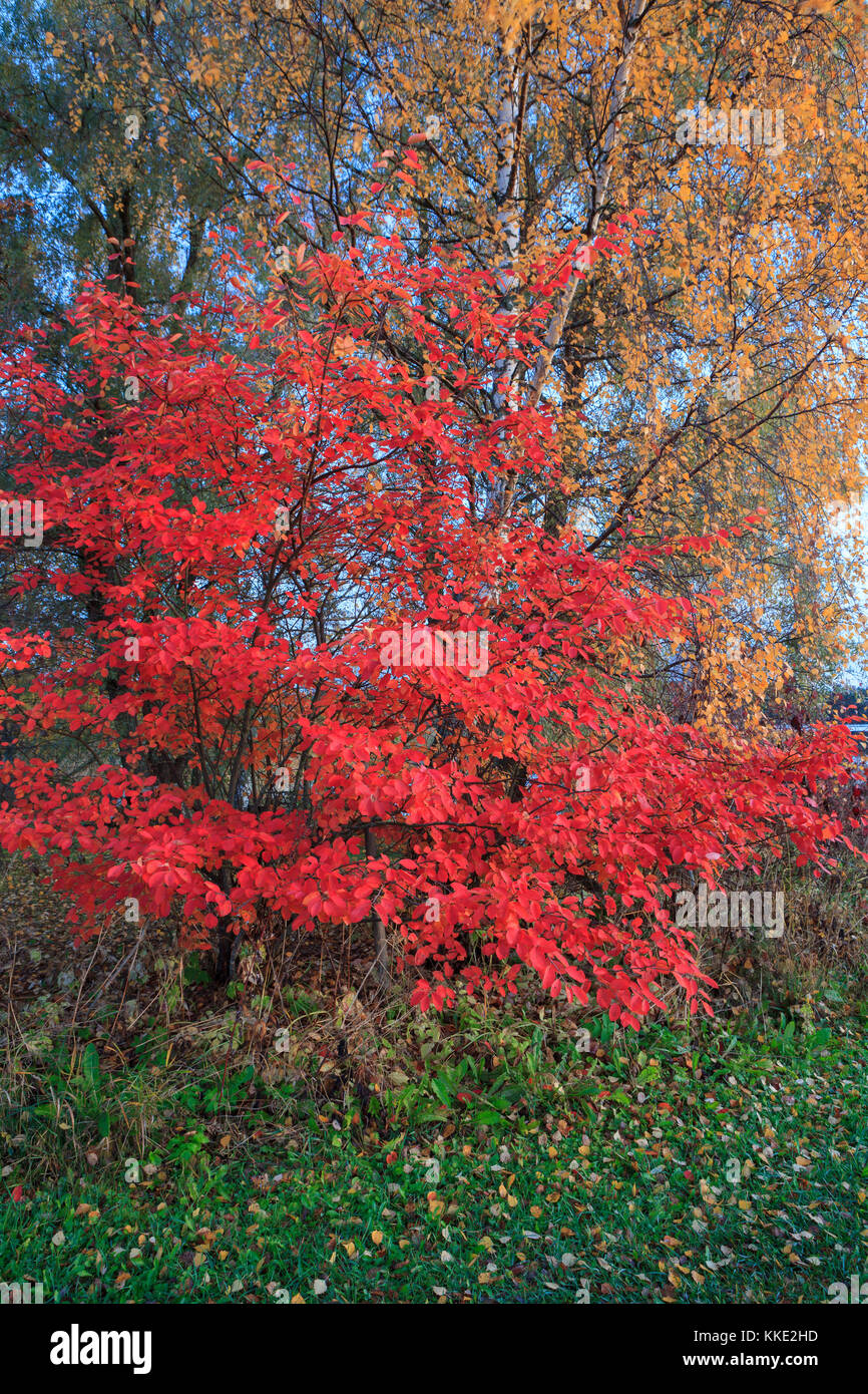 Vivid red leaves Stock Photo