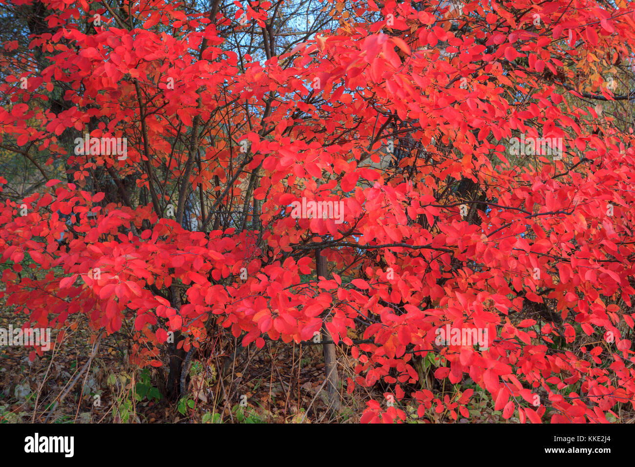 Vivid red leaves Stock Photo