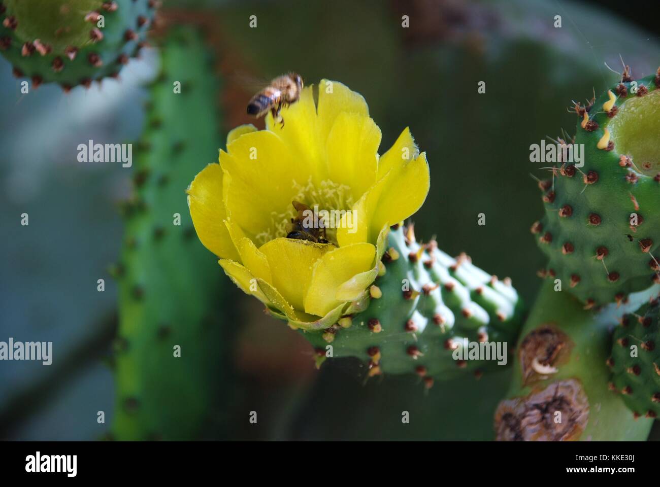 Bees on the flower of a prickly pear cactus plant at Emborio on the Greek island of Halki. Stock Photo