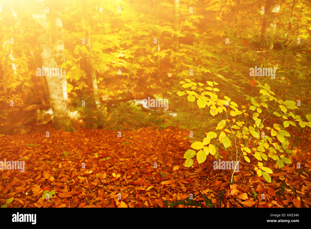 Beautiful autumn landscape Stock Photo - Alamy
