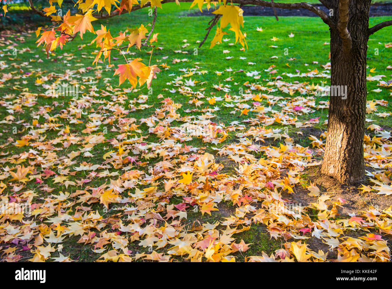 Deciduous tree in Autumn. Stock Photo