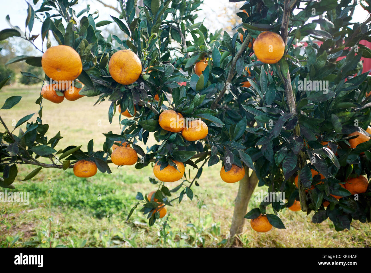 Clementines growing on the branches of a tree in a citrus orchard on a