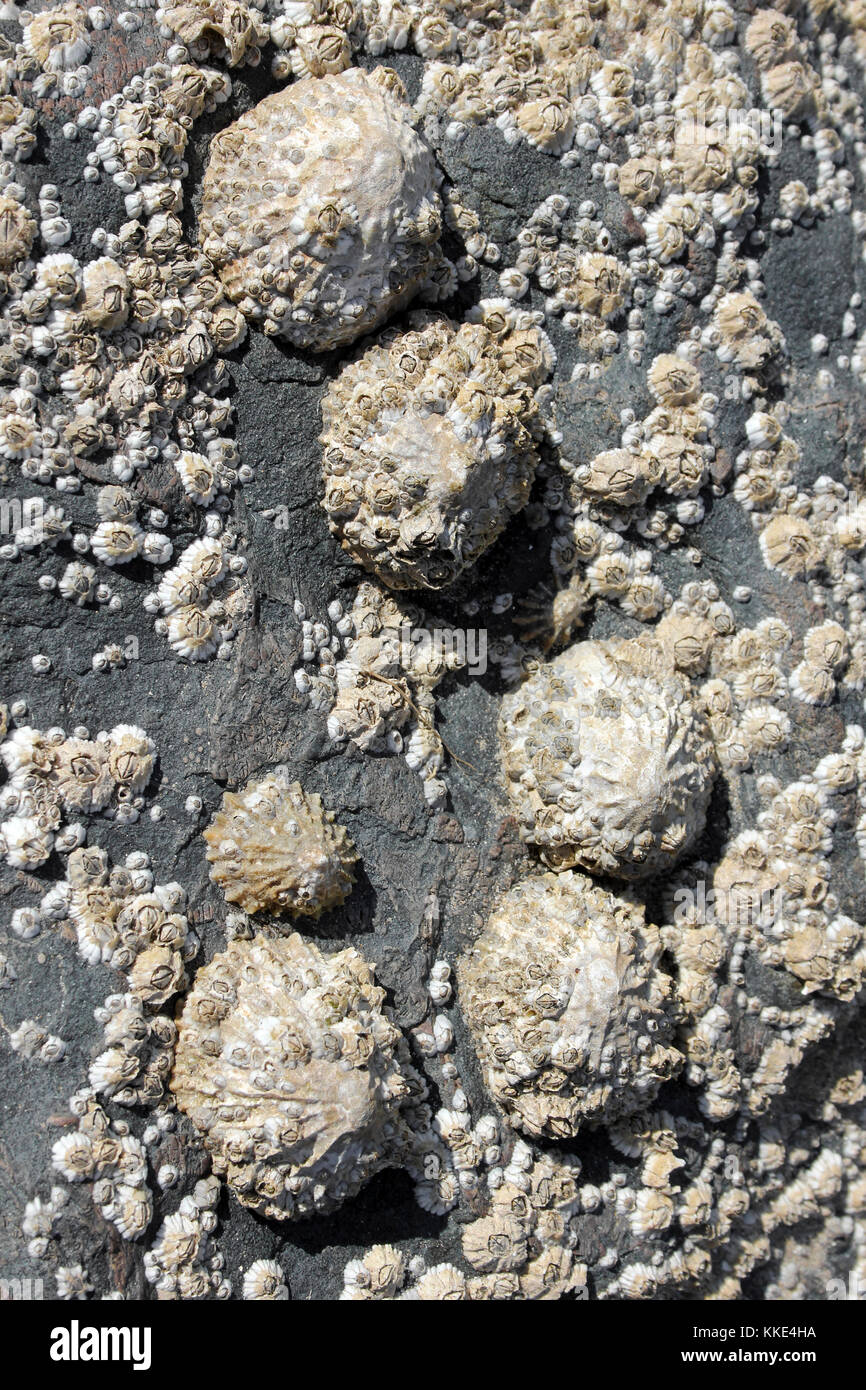 Common Limpet Patella vulgata Stock Photo