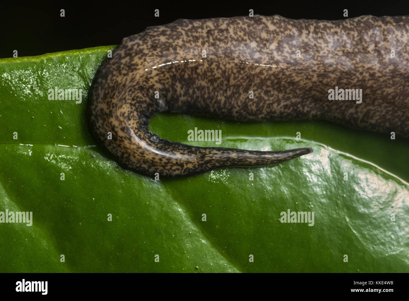 Some sort of planarian from the wet jungle in Peru. Stock Photo