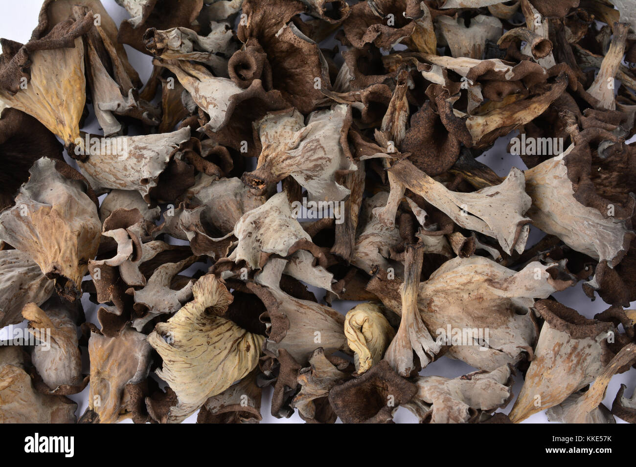 Full frame of delicious edible Horn of Plenty mushrooms or Craterellus cornucopioides, view from above Stock Photo