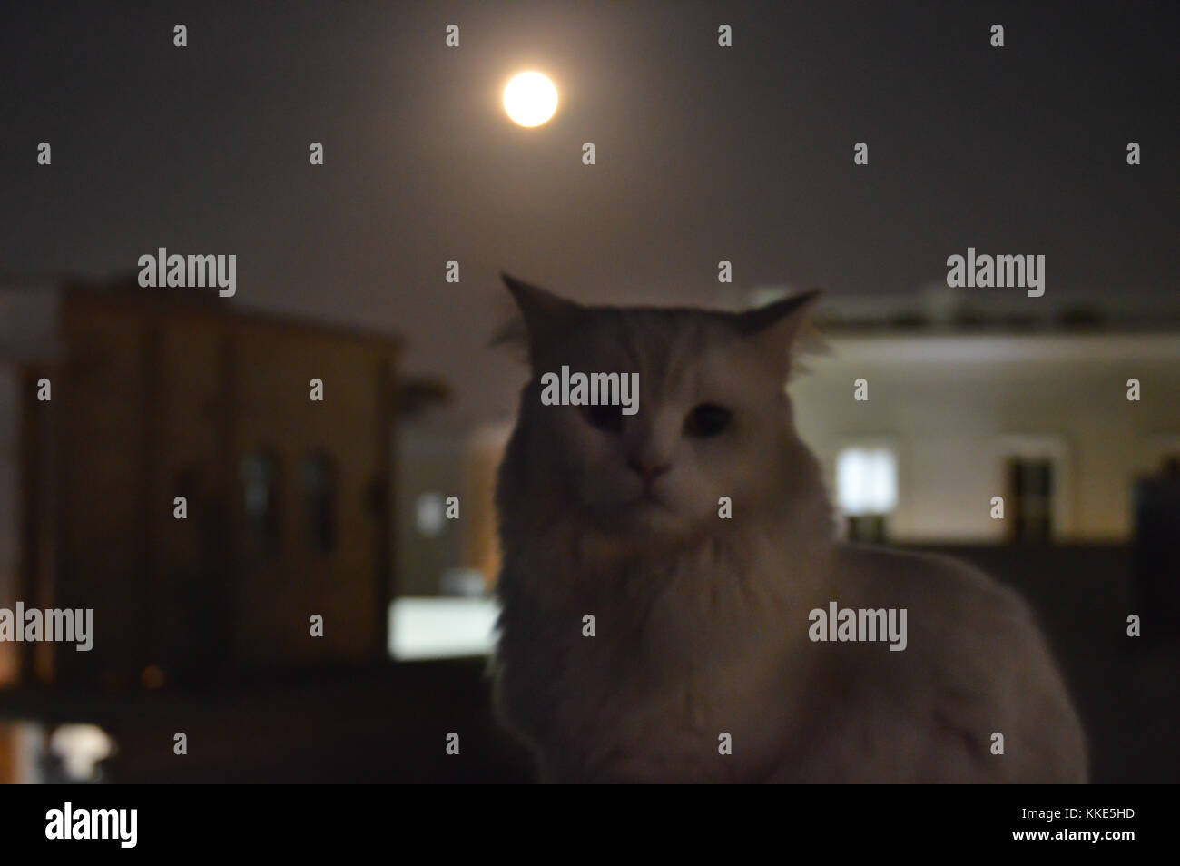 A white cat on a rooftop at night with a beautiful moon Stock Photo - Alamy
