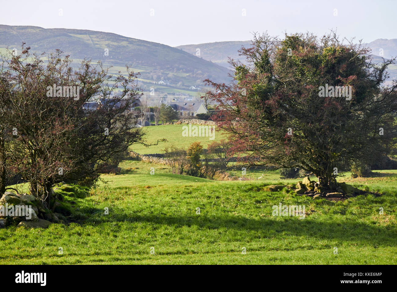 fairy thorn trees in the middle of fields in south county armagh northern ireland Stock Photo