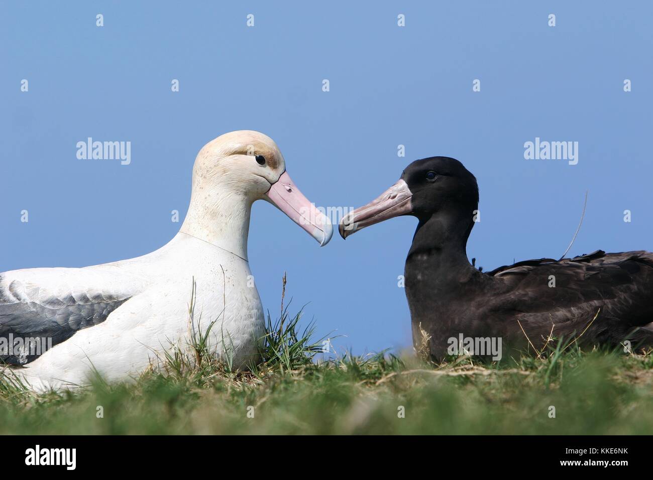 Greg bird hi-res stock photography and images - Alamy