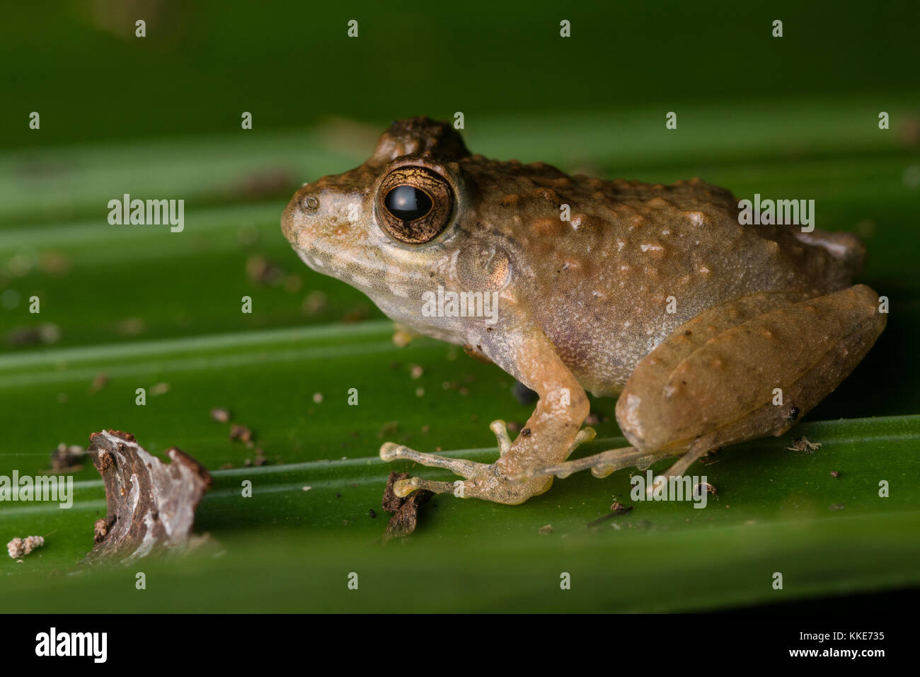 Craugastor species of frog from Belize. Stock Photo