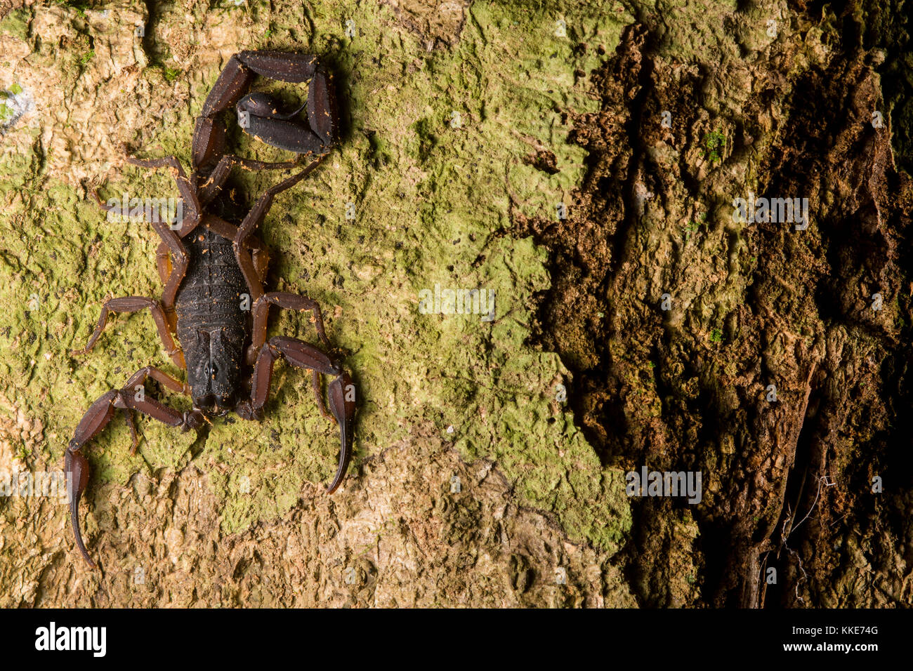 Scorpion animal wildlife hires stock photography and images Alamy