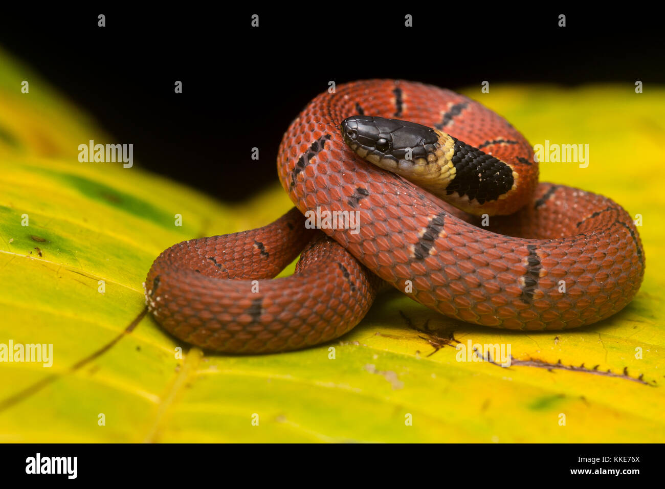 A red coffee snake  (Ninia sebae) has the same colors as a dangerous coral snake but is actually totally harmless. Stock Photo
