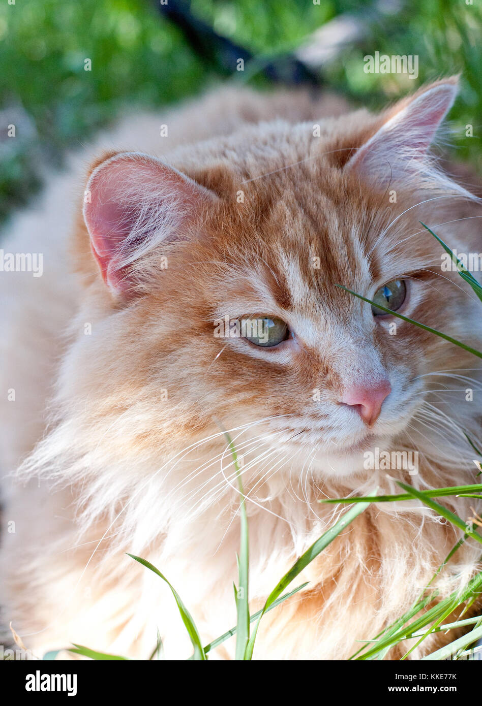 A beautiful orange tabby cat resting in the shade.  Peaceful. Stock Photo